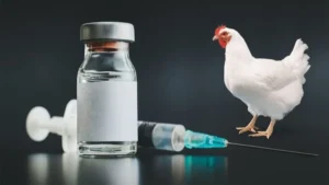 ALO88 Cập Nhật 5 Loại Thuốc Chích Gà Đá Cựa Sắt Phổ Biến