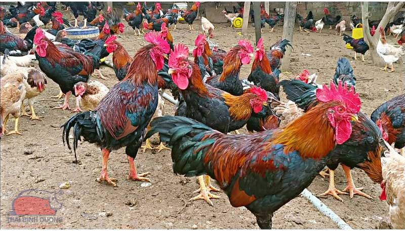 Nguồn gốc và phân bố Các Giống Gà Đá Ở Việt Nam