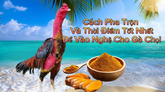 Lưu ý khi vô nghệ cho gà chọi