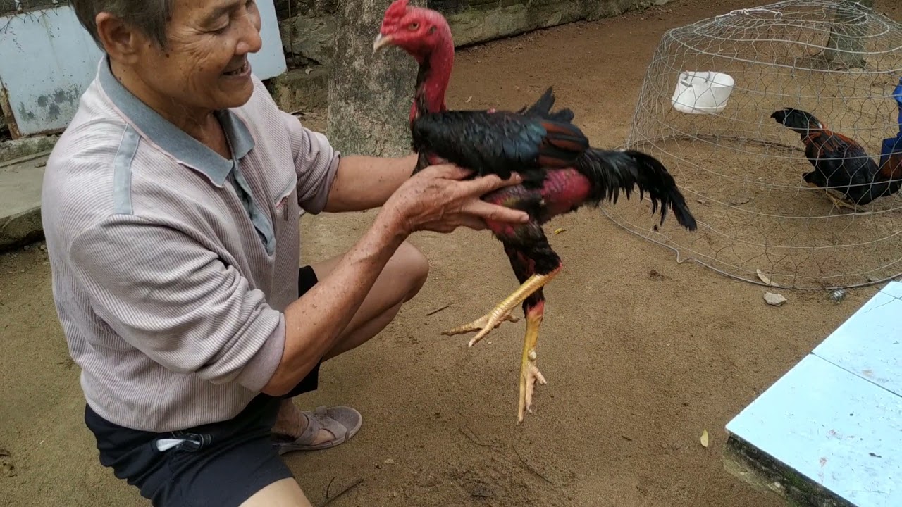 Cách Vần Gà Chọi Chuẩn Nhất Để Đánh Đâu Thắng Đó