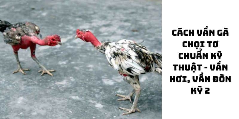 Cách Vần Gà Chọi - Những Lưu Ý Quan Trọng