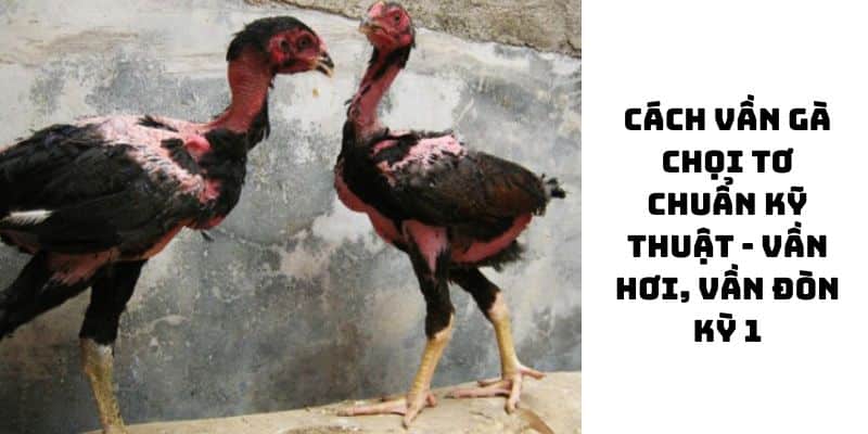 Cách Vần Gà Chọi ALO88 – Bí Quyết Tăng Sức Bền & Sức Đấu