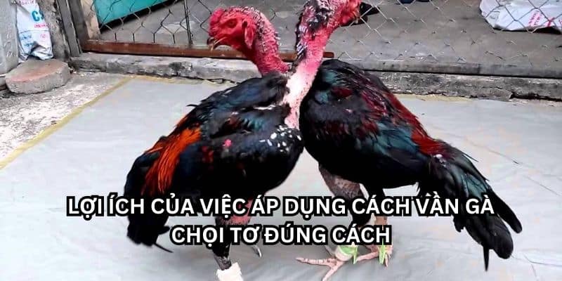 Tại Sao Phải Biết Cách Cách Vần Gà Chọi?