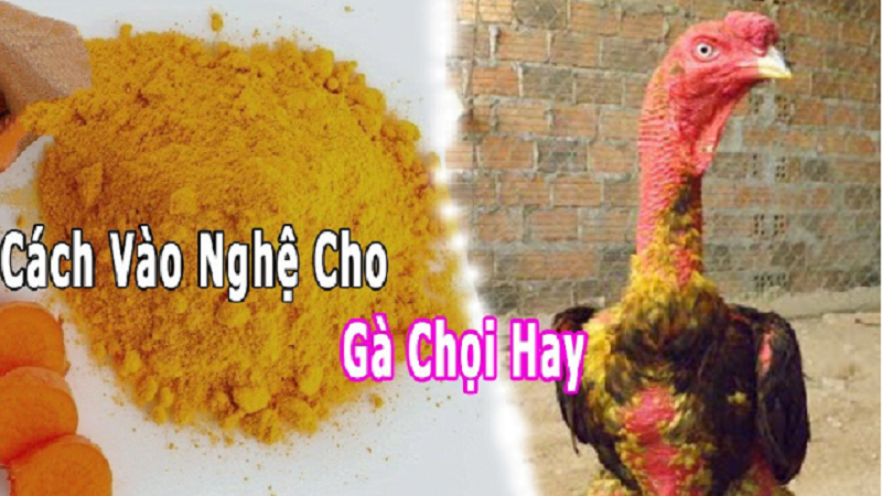 TOBET88 - Các Cách Vào Nghệ Cho Gà Chọi Hiệu Quả Và An Toàn