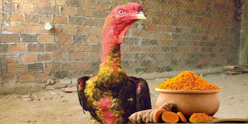 Cách Vào Nghệ Cho Gà Chọi Chi Tiết Từ Cao Thủ Thần Kê
