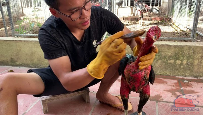 Lưu ý khi Cách Vào Nghệ Cho Gà Chọi