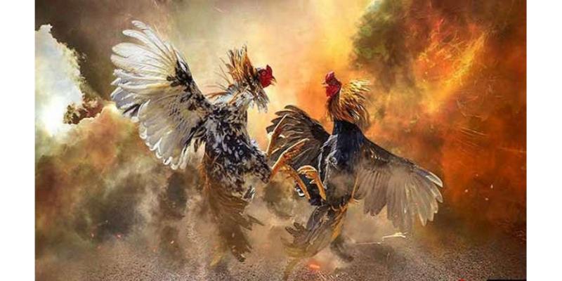 Alo88 Hướng Dẫn Cách Cắt Tỉa Lông Gà Chọi Đẹp