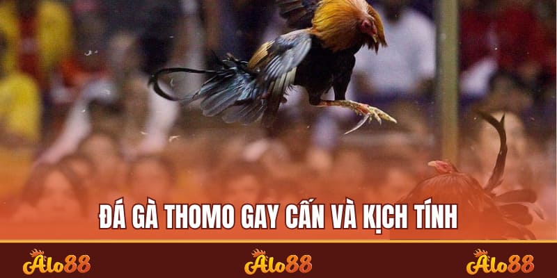 Hướng Dẫn Cắt Tỉa Lông Gà Chọi Đẹp Chuẩn ALO88