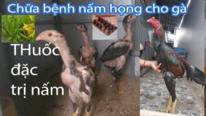 Chữa nấm họng gà chọi bằng thuốc tây